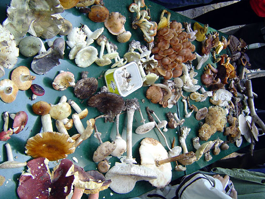 Mushroom presentation table