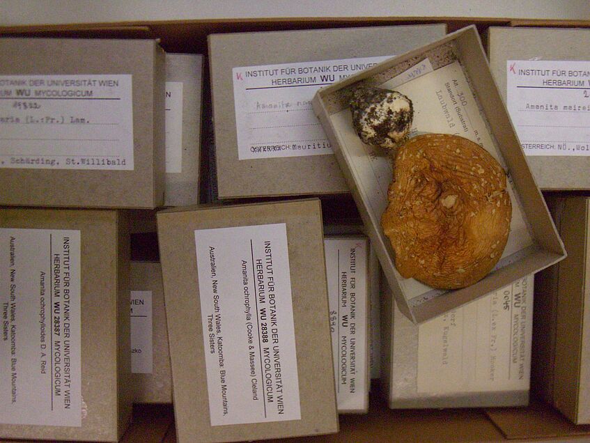 Mycological herbarium specimen