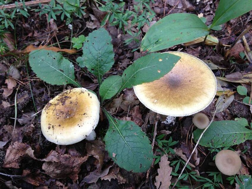 Amanita phalloides - Russula heterophylla