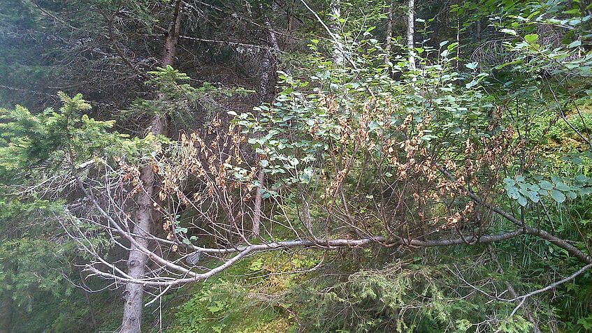 Alnus viridis branch with fungal pathogen