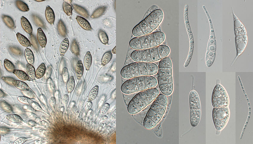 Spores