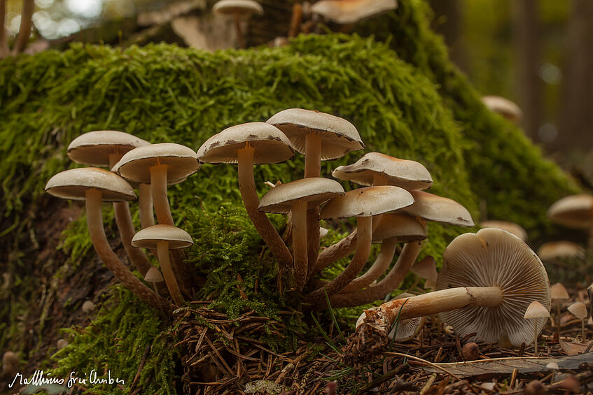 Hypholoma capnoides - barcoded