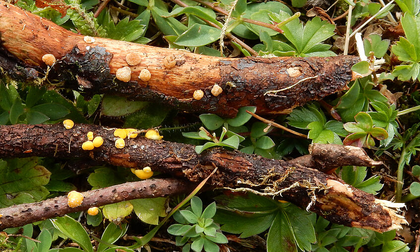 Trichoderma rhododendri  (above) and T. psychrophila (below). Foto: I. Krisai-Greilhuber